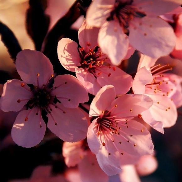 Meet your Posher, Leandra - Picture 1 of 1